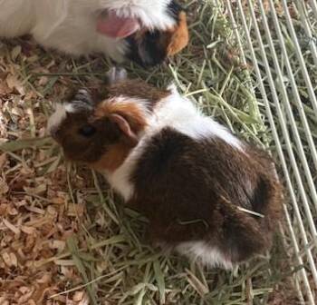 Rescue Guinea Pig Guinea Pigs for Adoption in Greenville, North Carolina - Maple | PetCurious